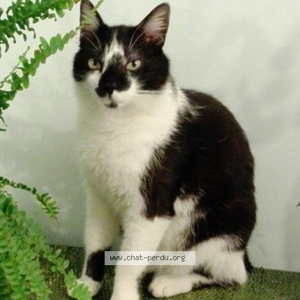 Photo 1/1 FELIX Chat lost in Paris