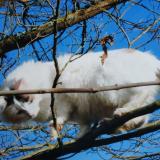 Picture of cat lost at Montauban