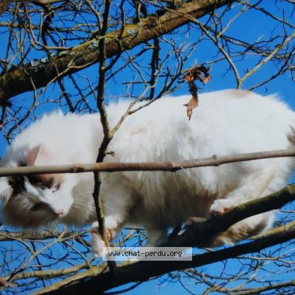 Photo 1/1 Chacha Chat lost in Montauban