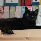 Picture of cat lost at Bordeaux