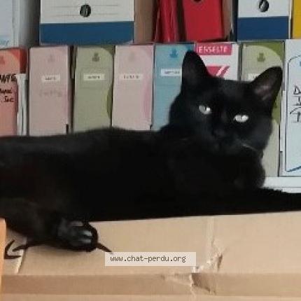 Photo 1/1 Dido Chat lost in Bordeaux