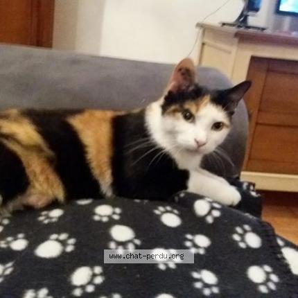 Photo 1/1 Maïa Chat lost in Sailly lez lannoy