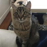 Picture of cat lost at Brunoy