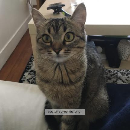 Photo 1/1 Dimanche Chat lost in Brunoy