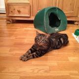 Picture of cat lost at Bruxelles