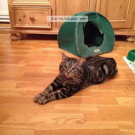 Photo 1/1 Maki Chat lost in Bruxelles