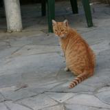 Picture of cat lost at Pau