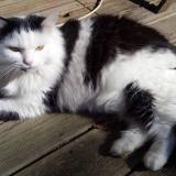 Picture of cat lost at Toulouse