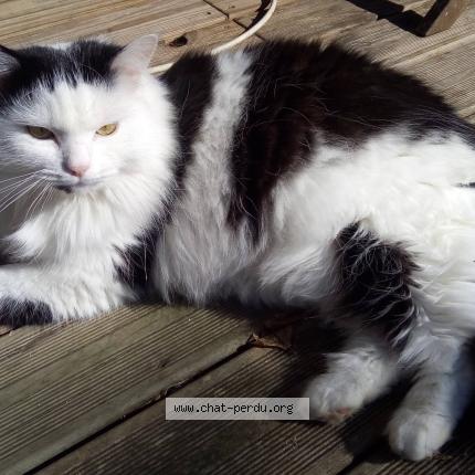 Photo 1/1 kilo Chat lost in Toulouse