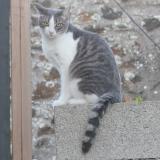 Picture of cat lost at Hanvec