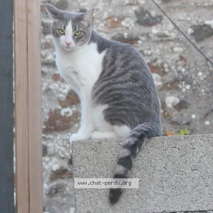 Photo 1/1 Gustave Chat lost in Hanvec