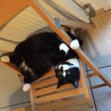 Picture of cat lost at Champagne Au Montr D Or