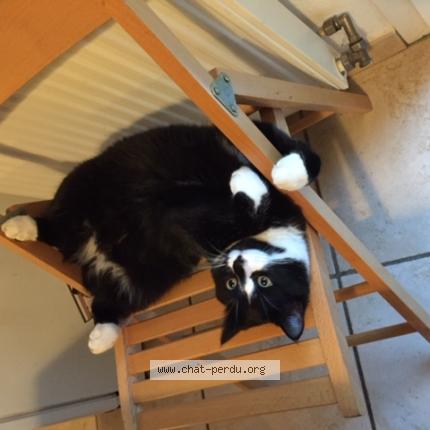 Photo 1/1 Figaro Chat lost in Champagne au montr d or