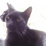 Picture of cat lost at Paris