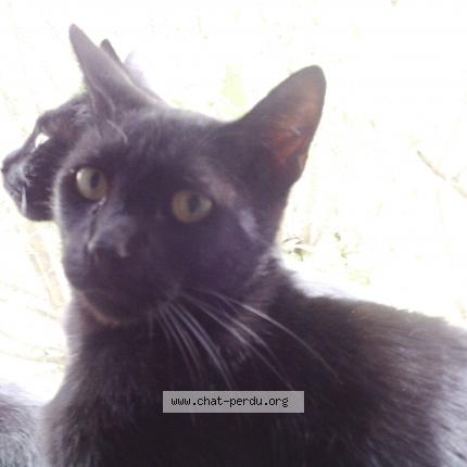 Photo 1/1 Jack Chat lost in Paris