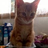 Picture of cat lost at Voiron