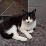 Picture of cat lost at Domarin