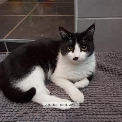 Photo 1/1 OLBIA Chat lost in Domarin