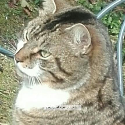 Photo 1/1 GRIBOUILLE Chat lost in Gabarret