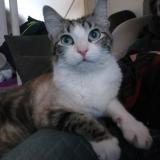 Picture of cat lost at Lege Cap Ferret