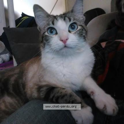 Photo 1/1 Ozzy Chat lost in Lege cap ferret