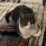 Picture of cat lost at Avrille