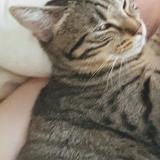 Picture of cat lost at Haubourdin