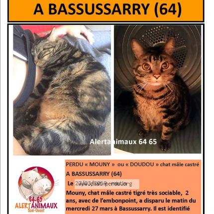 Photo 1/1 Mouny Chat lost in Bassussarry