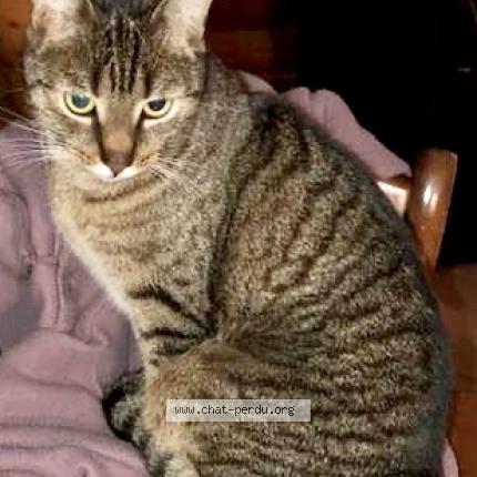 Photo 1/1 Matu prononcé Meutsou Chat lost in Grabels