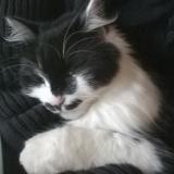 Picture of cat lost at Le Val D Ajol