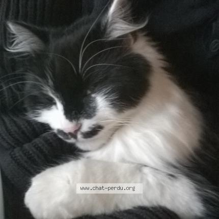 Photo 1/1 Tagada Chat lost in Le val d ajol