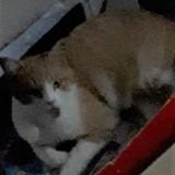 Picture of cat lost at Monsols