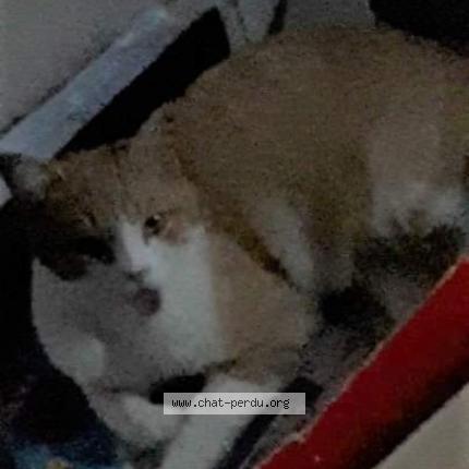 Photo 1/1 Oasis Chat lost in Monsols