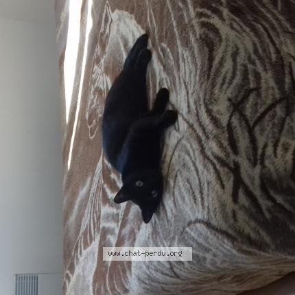 Photo 1/1 Alistar Chat lost in Toulouse