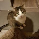 Picture of cat lost at Brest
