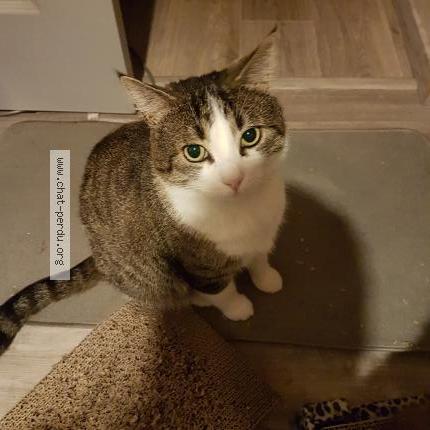 Photo 1/1 Sk&oslash;ll Chat lost in Brest