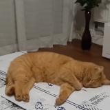 Picture of cat lost at Saint Nazaire