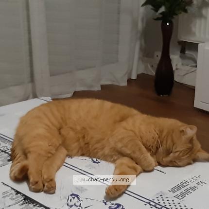 Photo 1/1 simba Chat lost in Saint nazaire