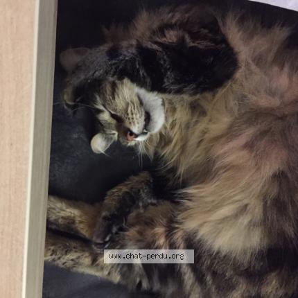 Photo 1/1 Mickey Chat lost in Verquin