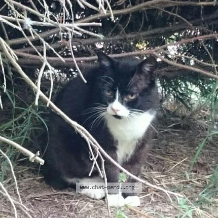 Photo 1/1 Lucky Chat lost in Sauveterre saint denis