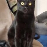 Picture of cat lost at Narbonne