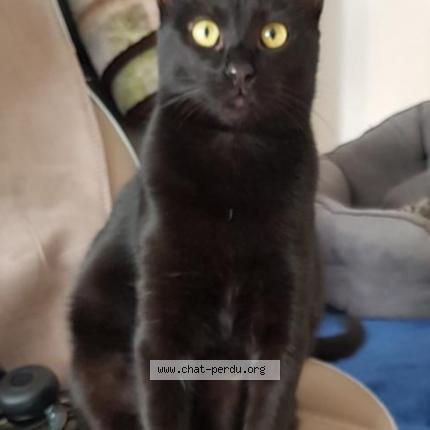 Photo 1/1 PRUNE Chat lost in Narbonne