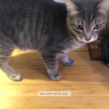 4328 Nala Cat Lost And Reunited In Longueuil Lost Cat Canada 4328 Nala Cat Lost And Reunited In Longueuil Lost Cat Canada