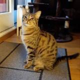 Picture of cat lost at La Plaine Geneve