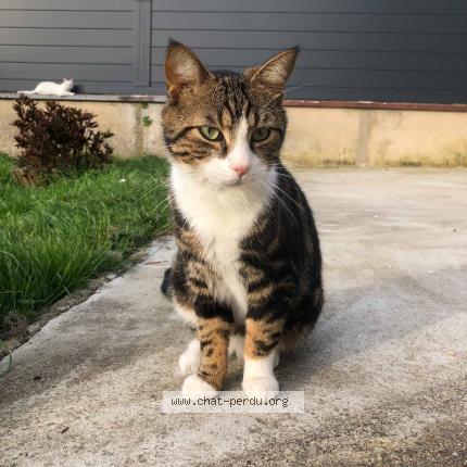 Photo 1/1 Bounty Chat lost in Cherisy