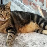 Picture of cat lost at Douai