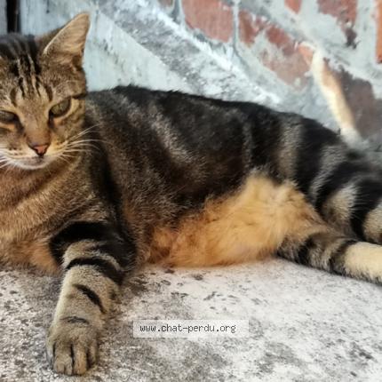 Photo 1/1 Chouchou Chat lost in Douai