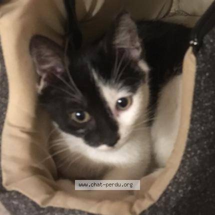 Photo 1/1 Frimousse Chat lost in Demouville