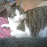 Picture of cat lost at Vichy