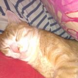 Picture of cat lost at Lyon